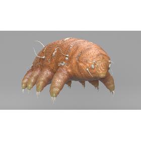 Tardigrade 3D model